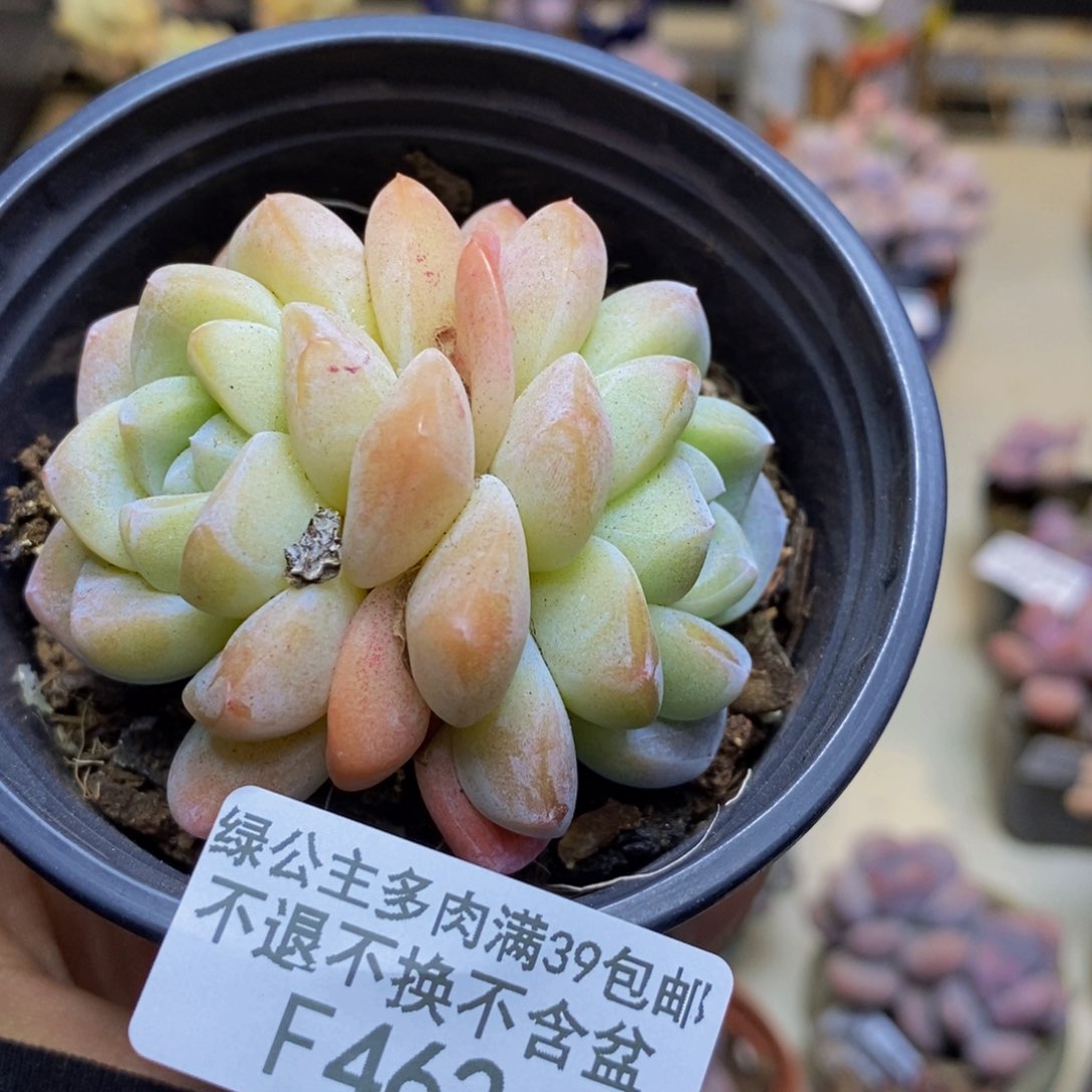 462冰玉多肉肉6c m