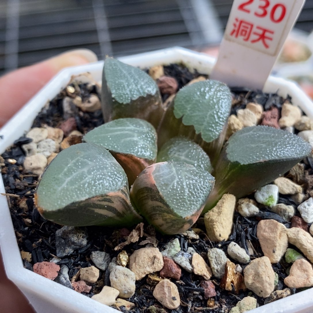 230网纹克锦一物一拍