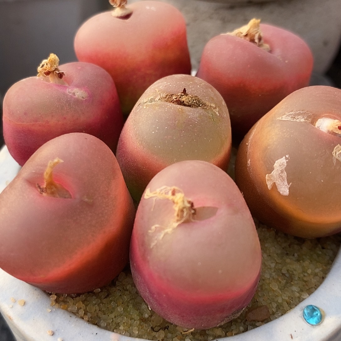 冰魄荔枝窗一颗2厘米