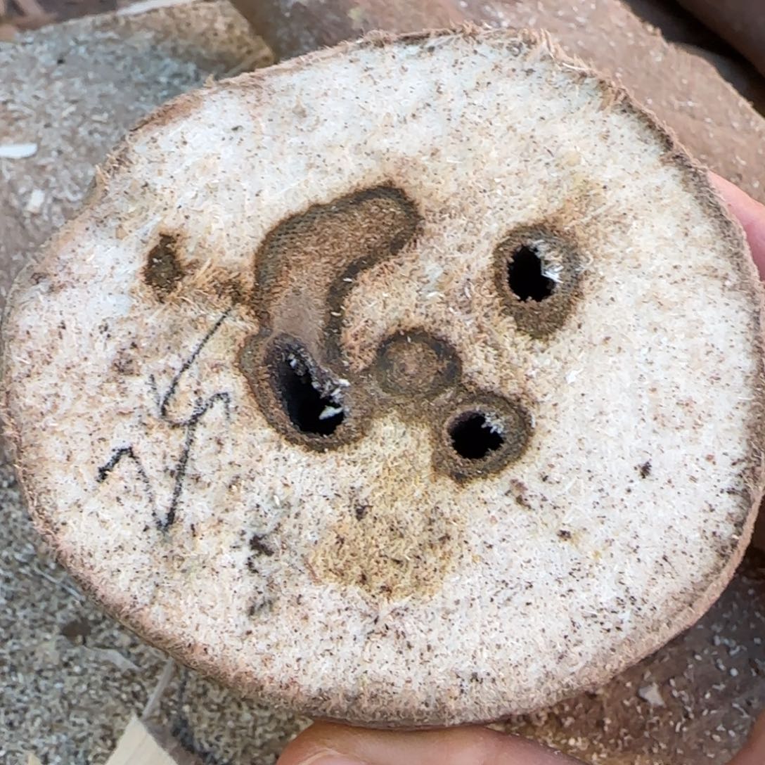 树脂制品25号奇楠原木虫漏一个