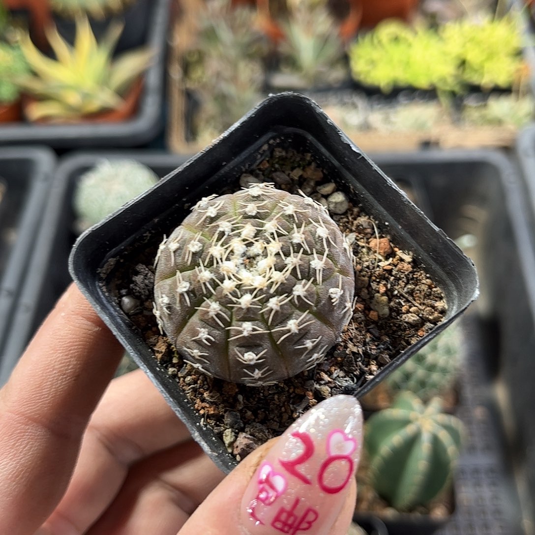 拉根单头发货有根