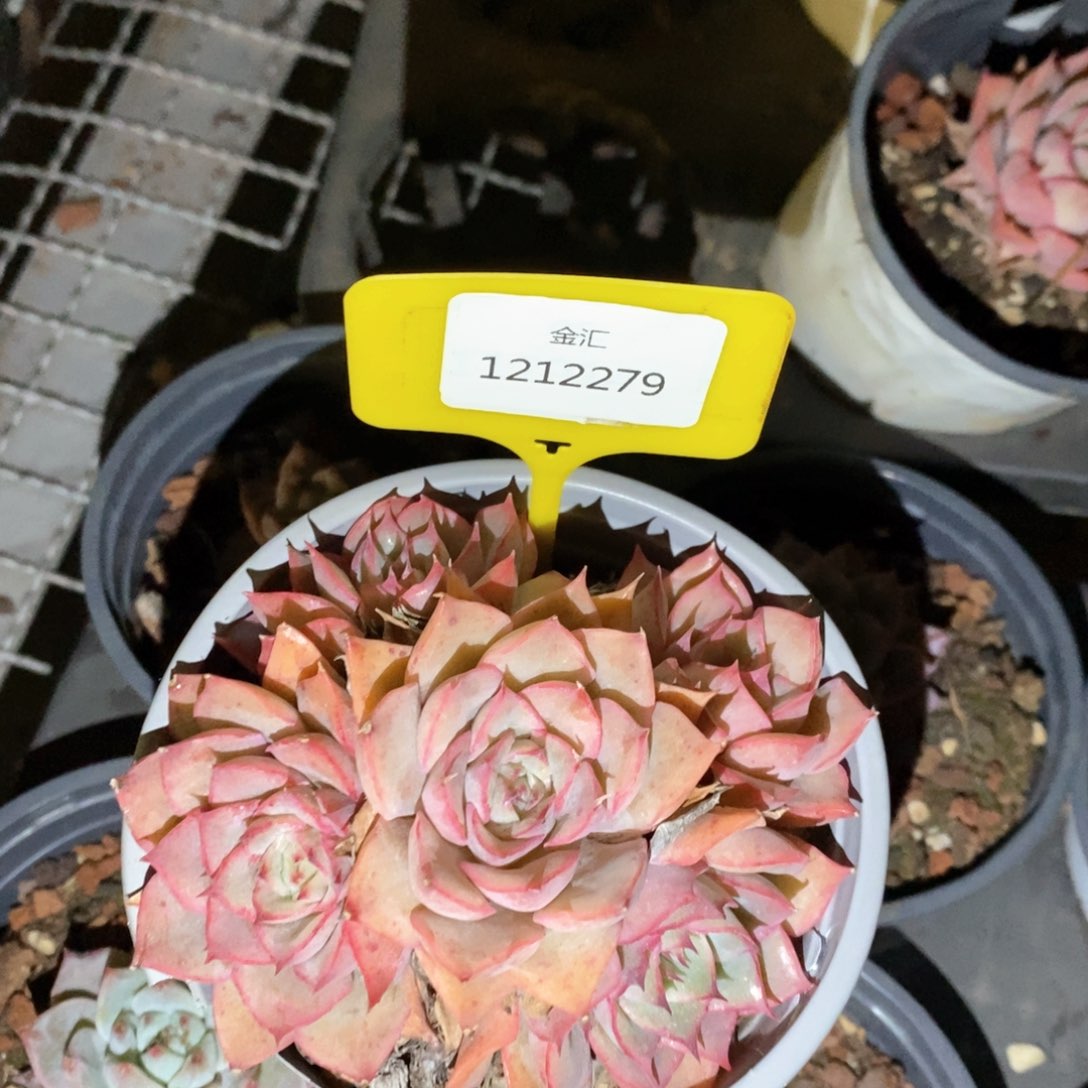 福利多多。1212279