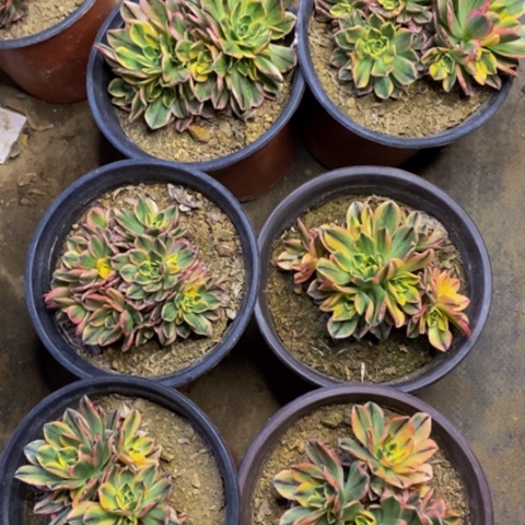 6盆多肉植物3866