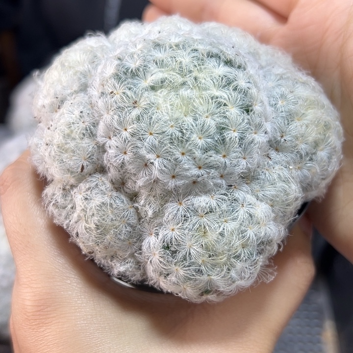 实生鹤丽玉白星7公分