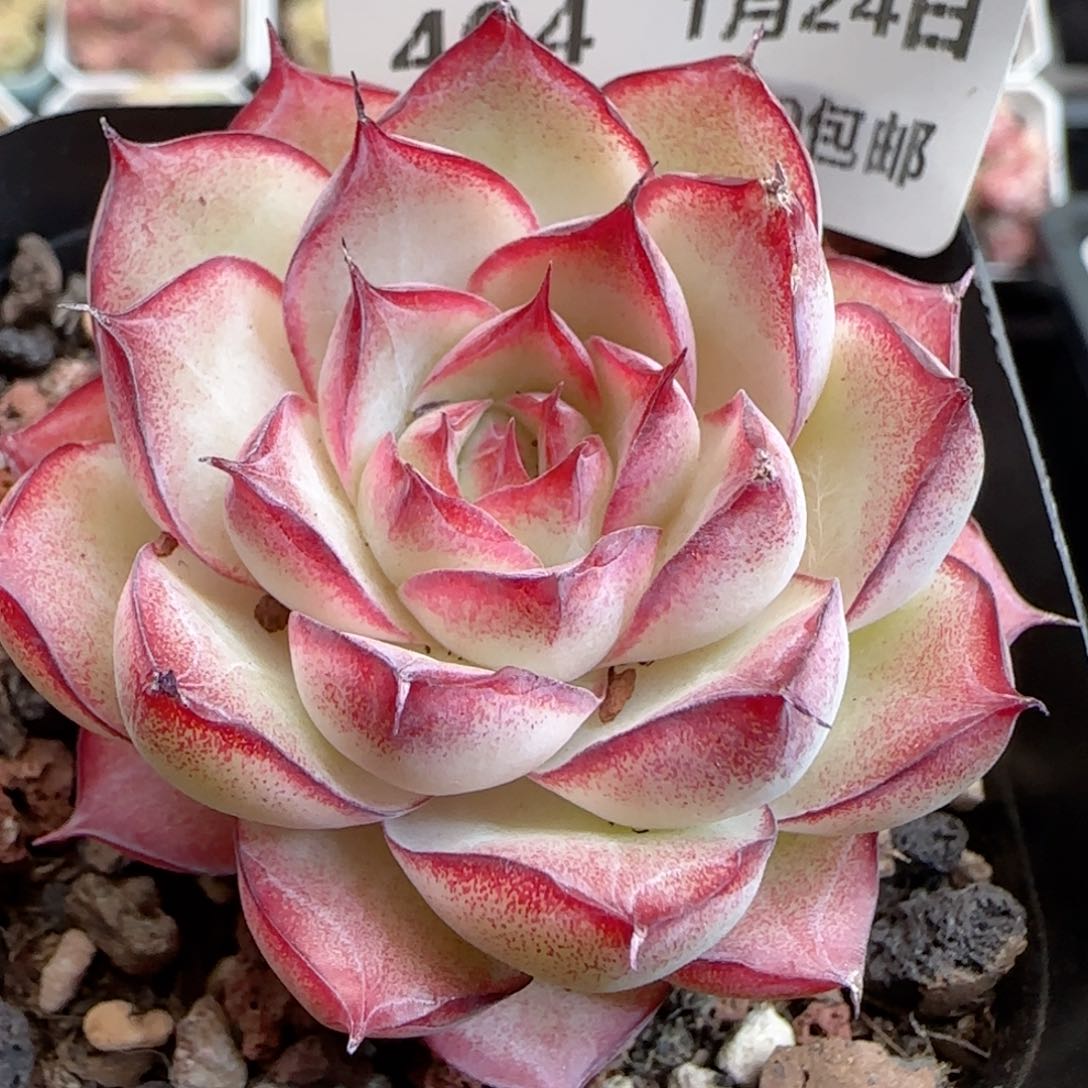 f****l花语逸境0124-404女王