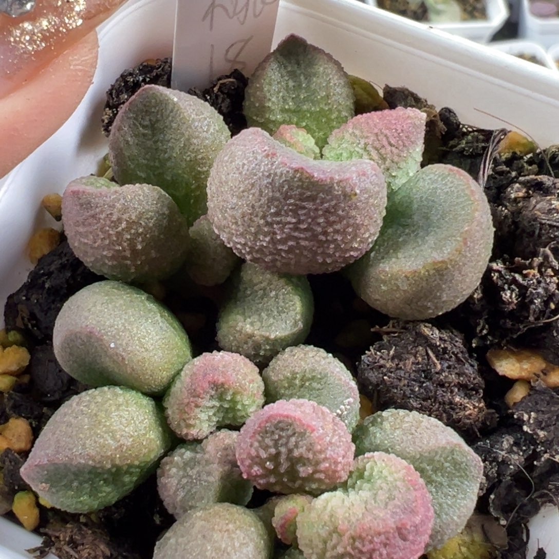 158水蜜桃大苗多头