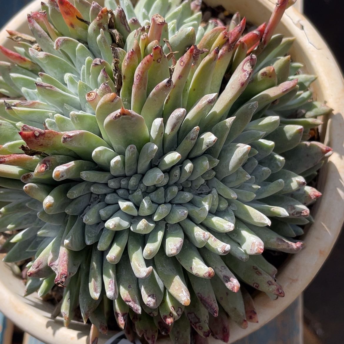 【闪购商品】法瑞杂交缀化60283