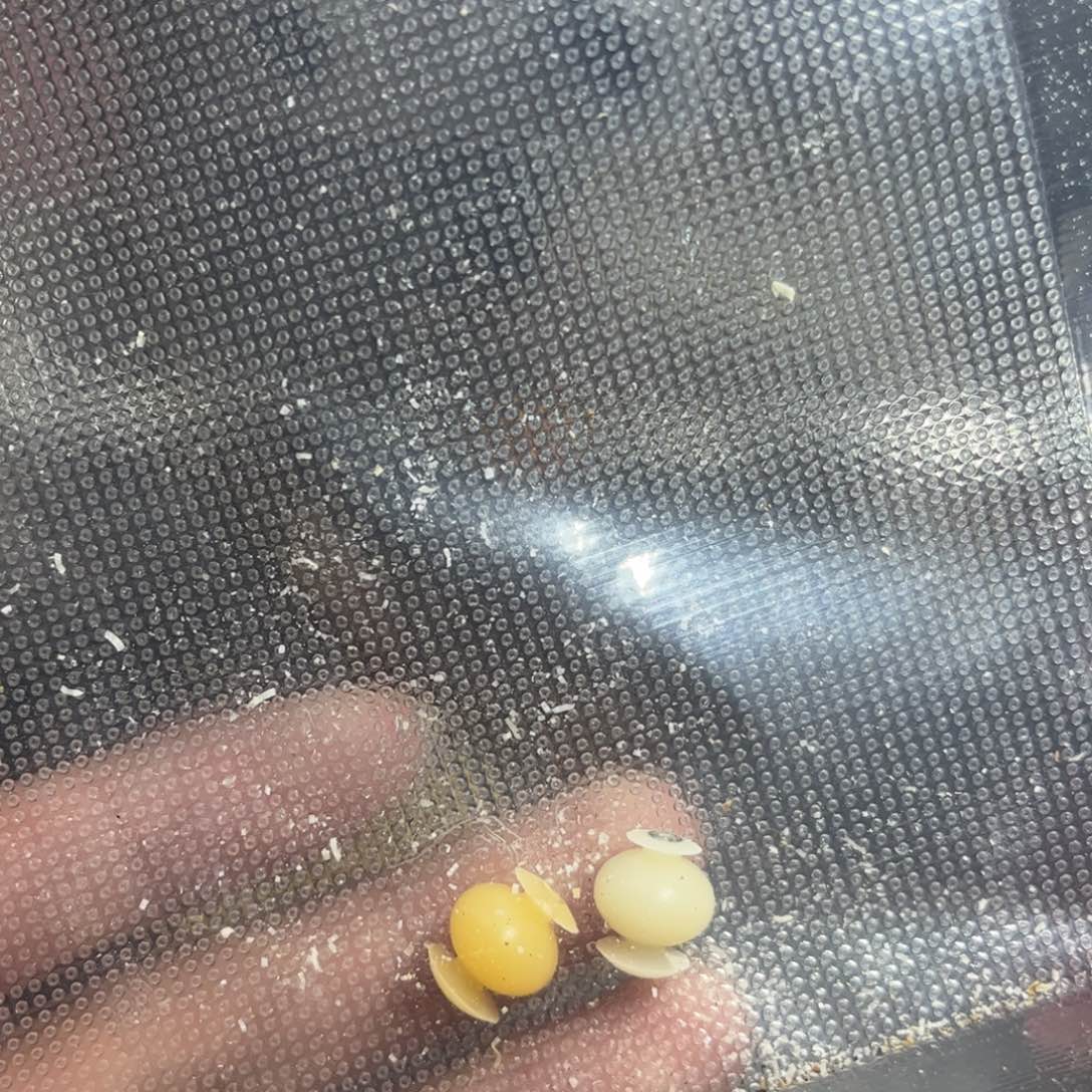 木***雨手串菩提根/象牙果