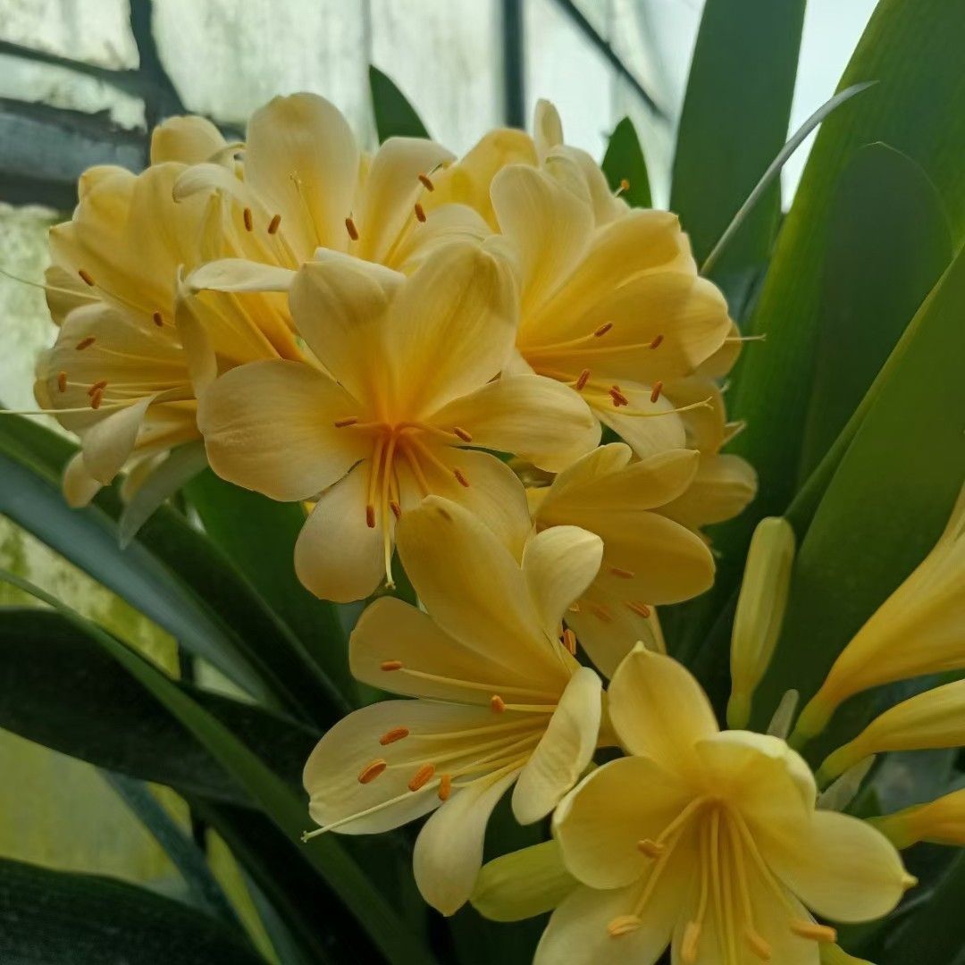 君子兰【翻瓣黄】出售3到4叶小苗,开花如图绿裤  保黄花