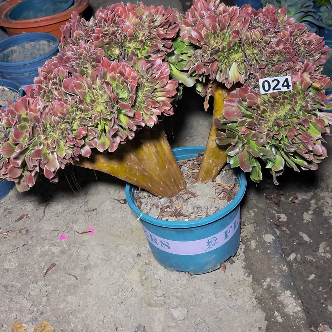 玫瑰法师15-18包邮法师