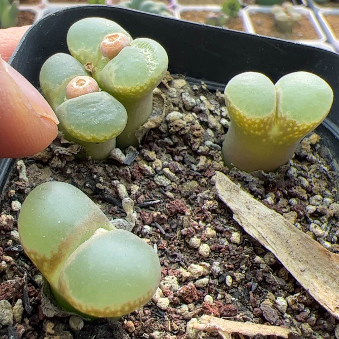 大家过年好22812