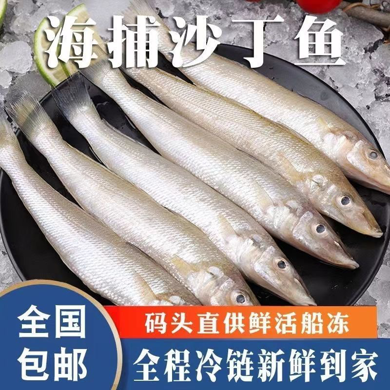野生海捕沙丁鱼新鲜码头直发低脂高蛋白美味