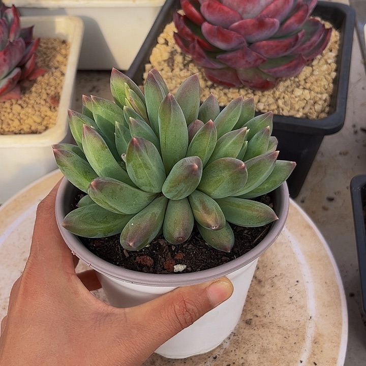 重楼多肉一物一拍