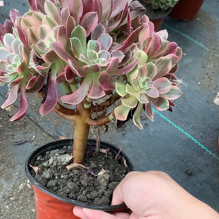 705金斯雀多肉植物