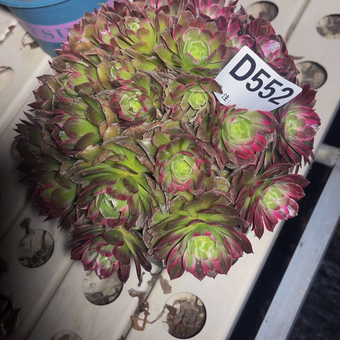 莲花法师7-51包邮法师