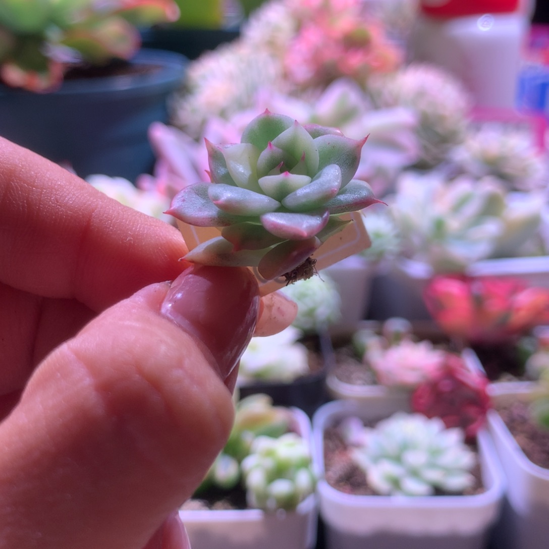 弗洛瑞安娜覆轮锦有根