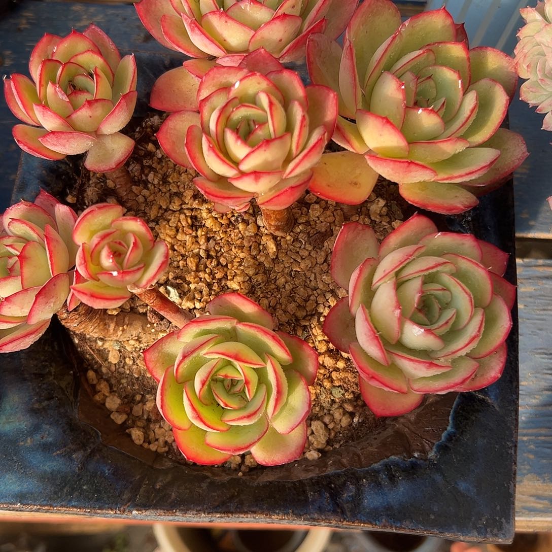 牡丹亭捧花一物一拍