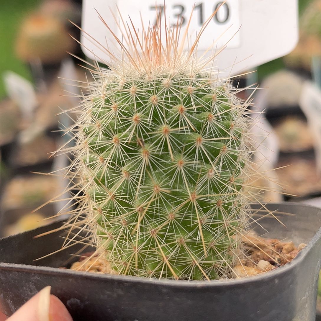 7310 乳突实生裸根发货