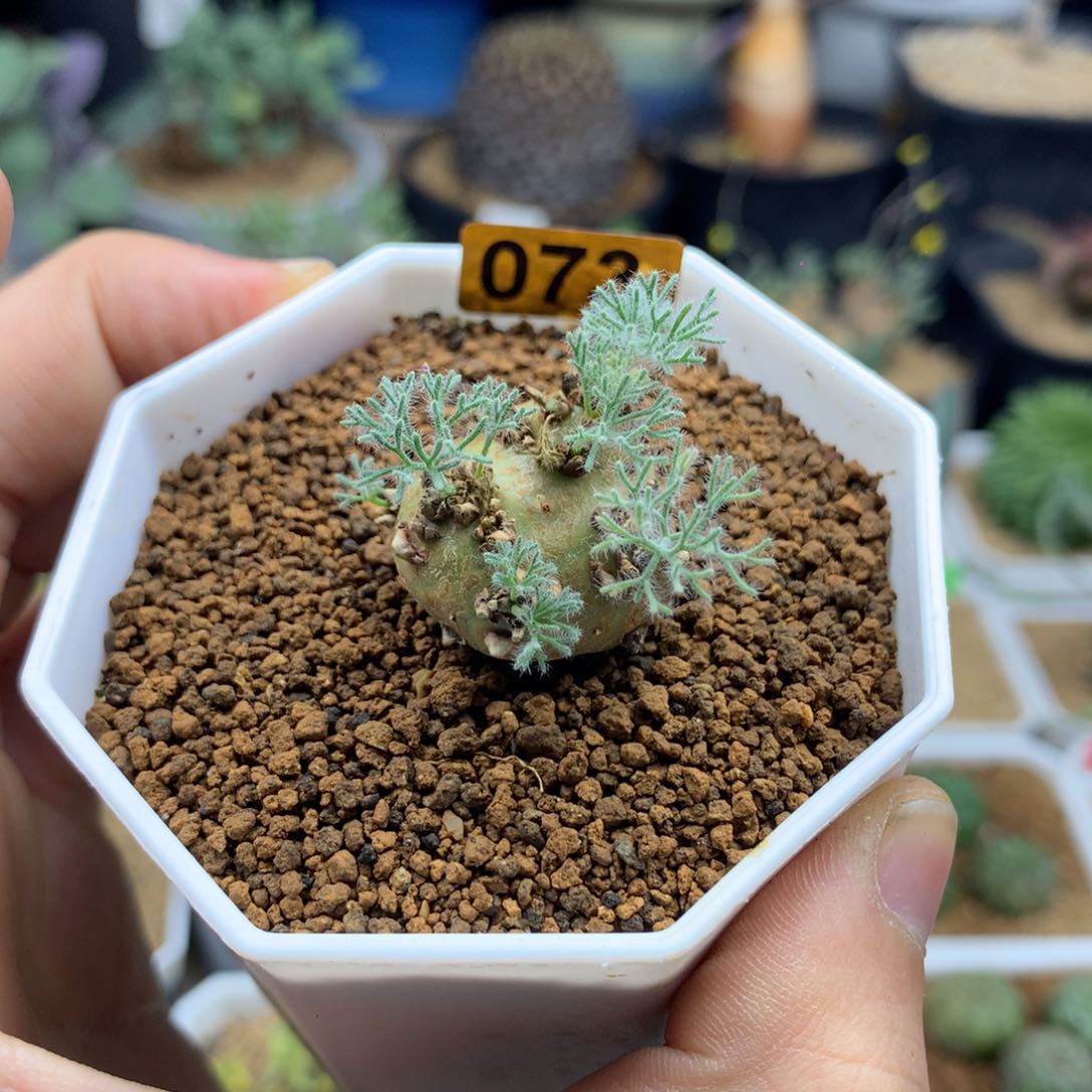 白皮月界带盆发货