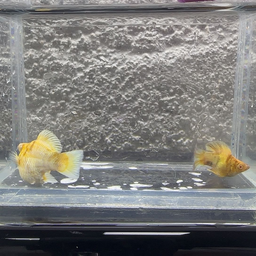 孔雀鱼金虎玛丽。87号