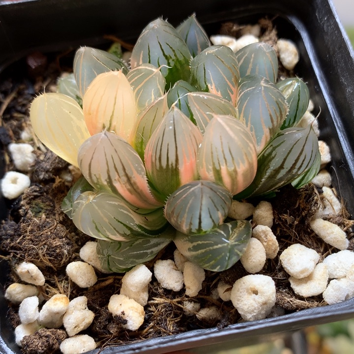 霓虹灯玉露锦带盆土发货