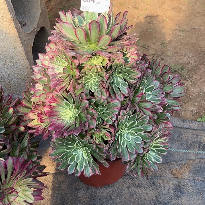 ꧁***꧂多肉发生多肉发生834