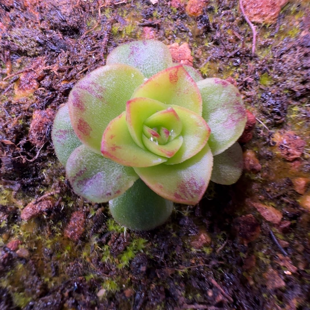 L641半城玫瑰新品JZTH100不含盆土