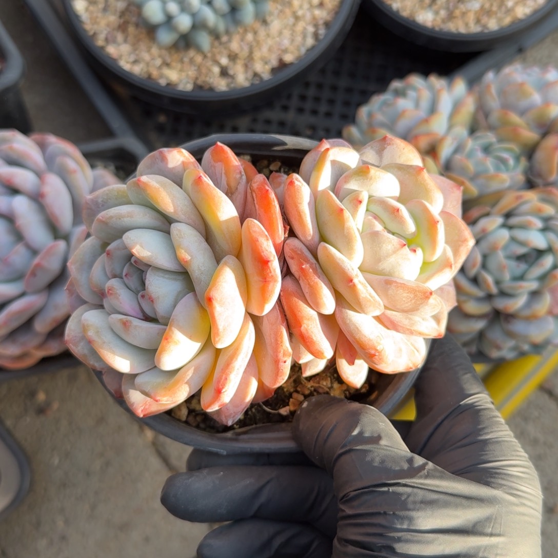 星影111111111111111111