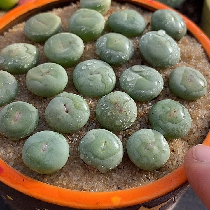 29521小红嘴dows一颗       
