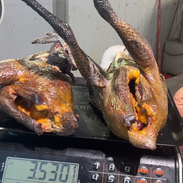 一号母鸡食用农产品乡*