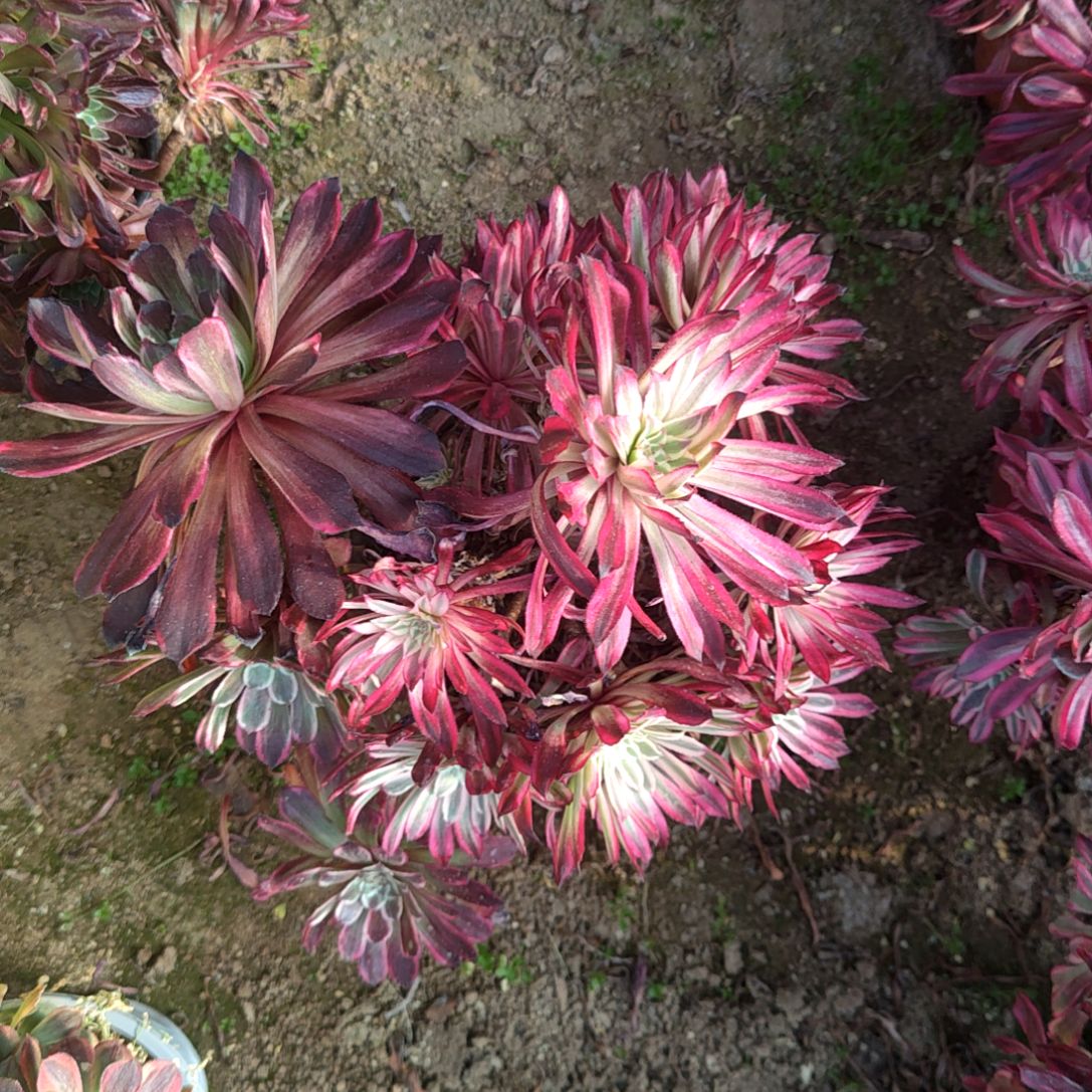 051多肉植物法师