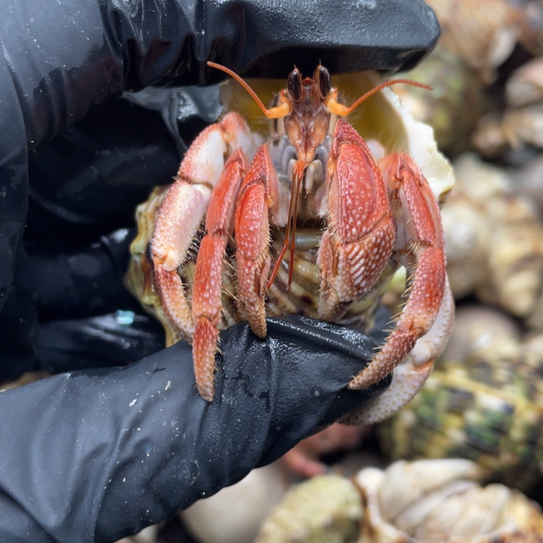 东帝汶西柚色彩灰2.0