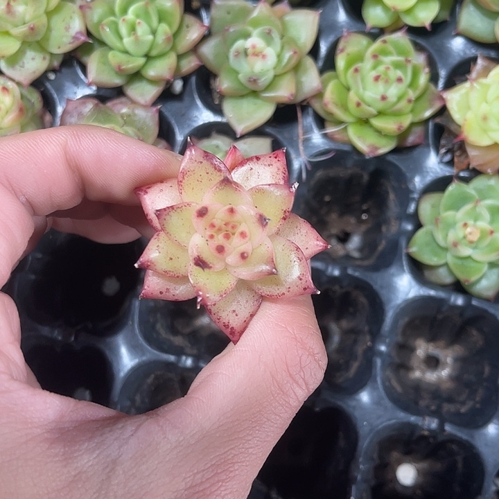 精品乌白满9.9包邮