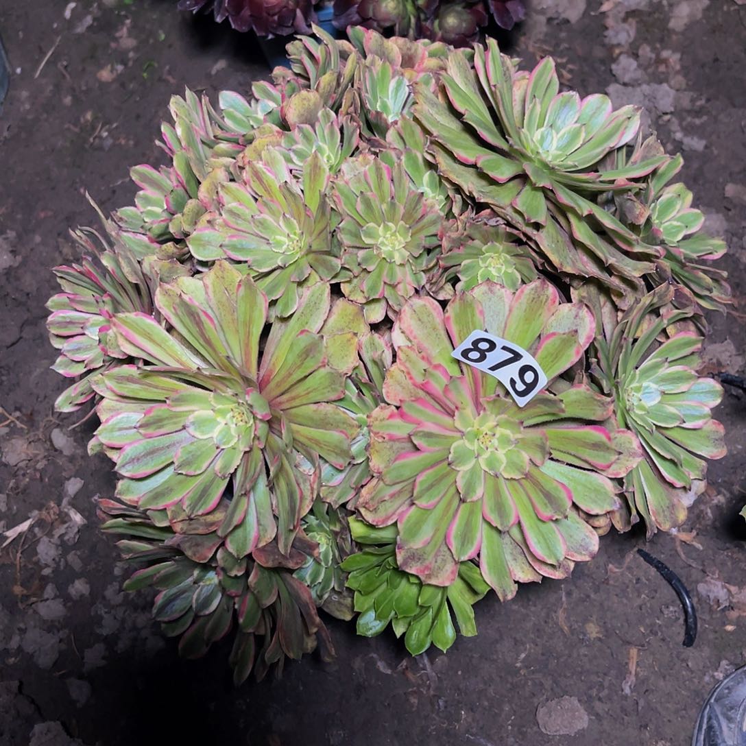 粉袋法师13-14包邮法师