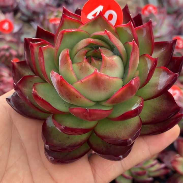 水***缘多肉植物惊鸿仙子