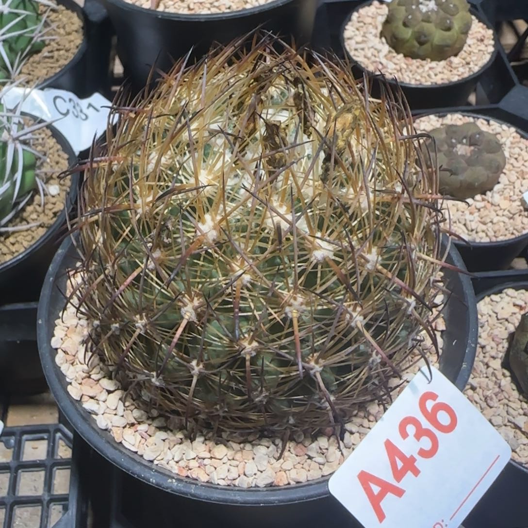 美刺球属 自根仙人球436