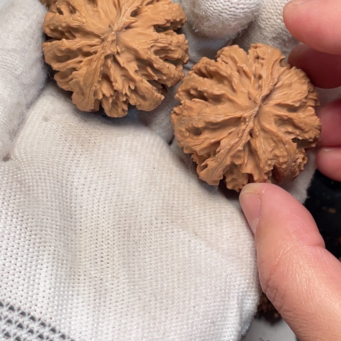 桃核吊坠3 秦岭灯笼野生小众