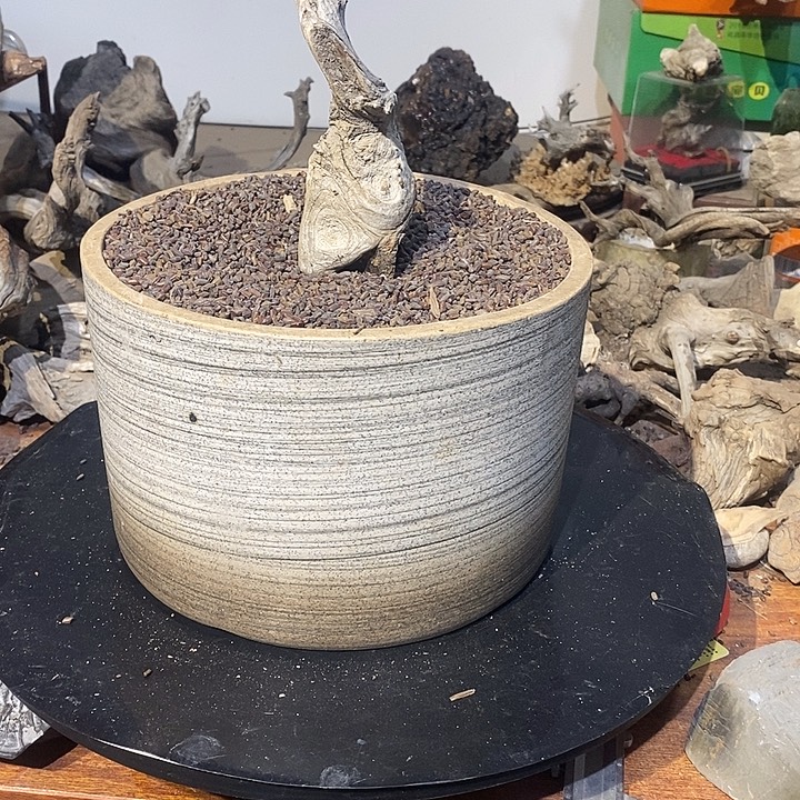 担***蛋太行崖柏，欢迎来到