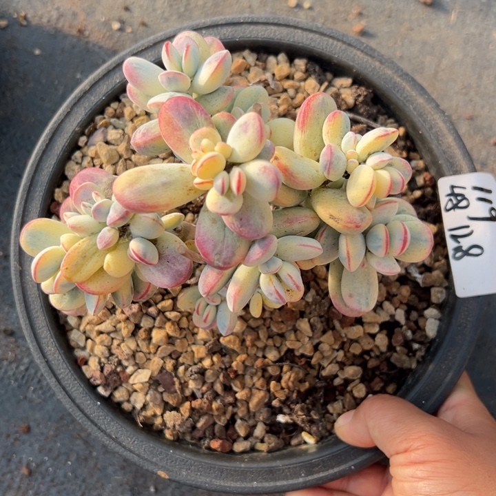 无花朵119号福娘锦无砍