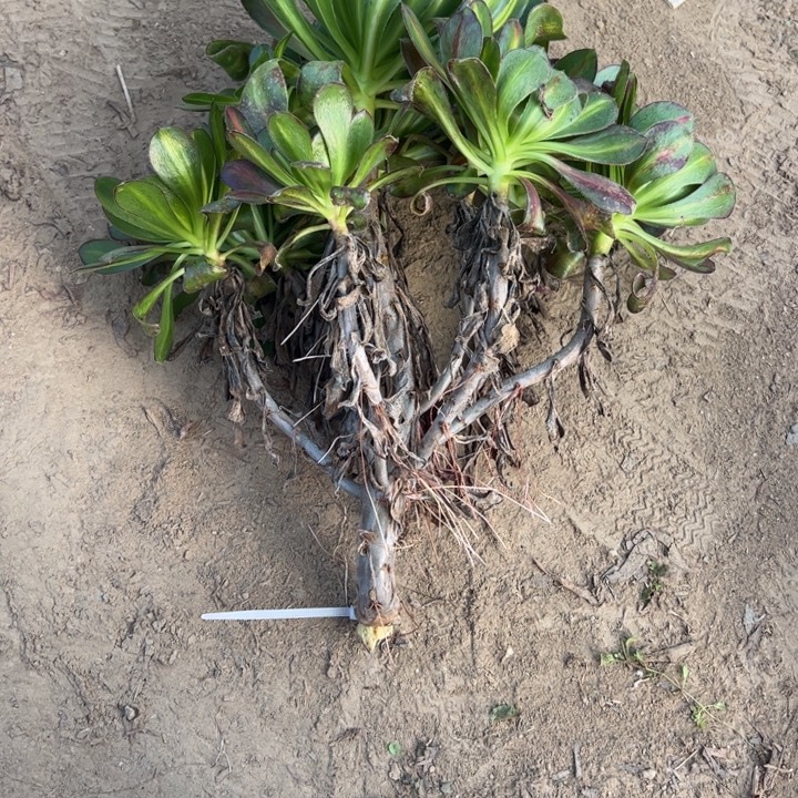 无根爱马仕中斑4607