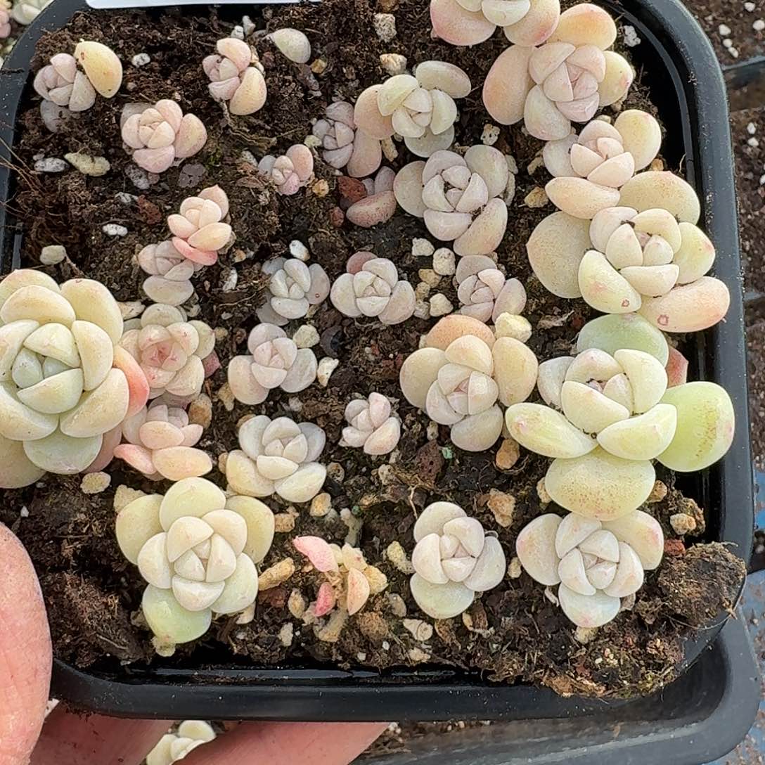 杂交新品珍妮多肉1362