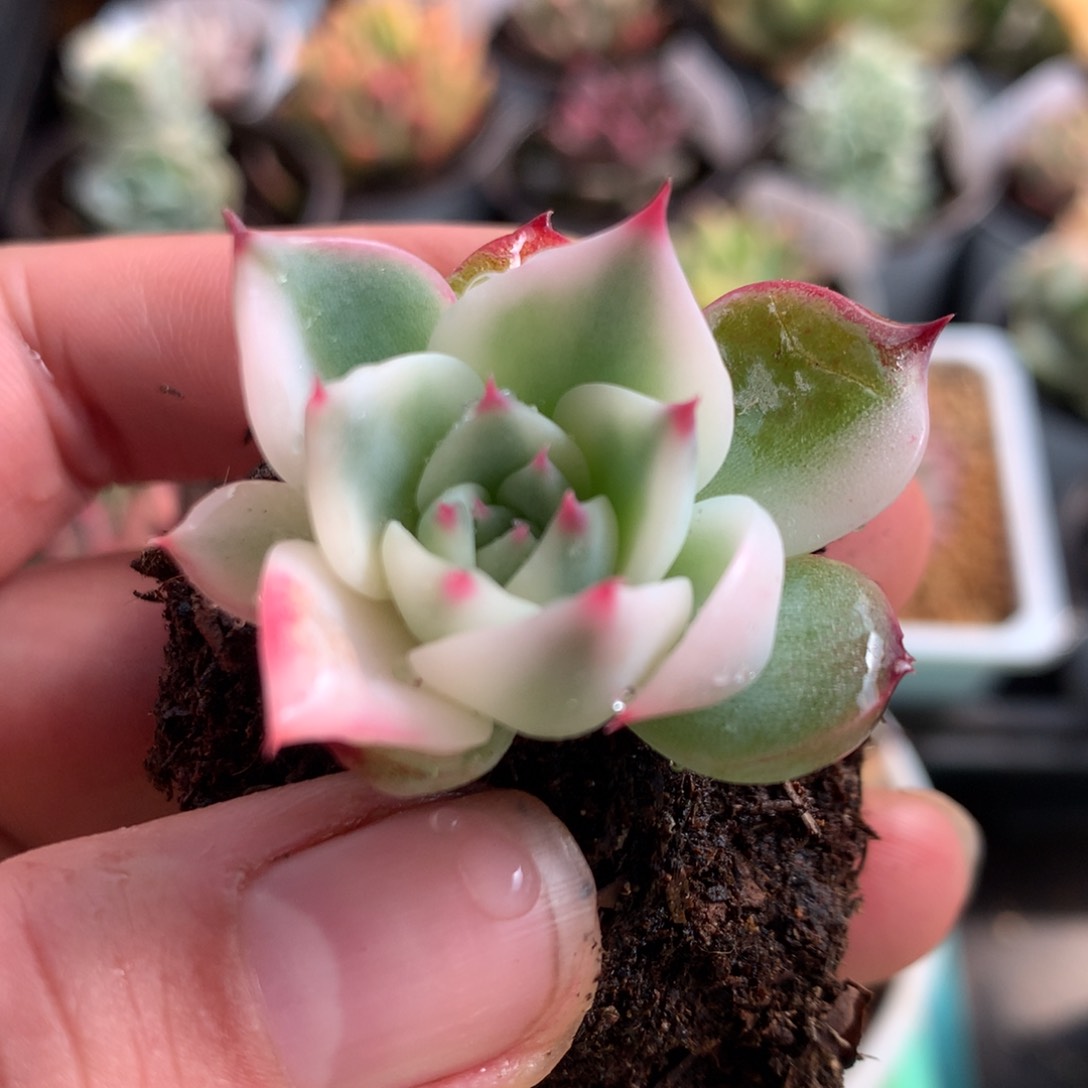 娃锦l j j j j j j j j j j