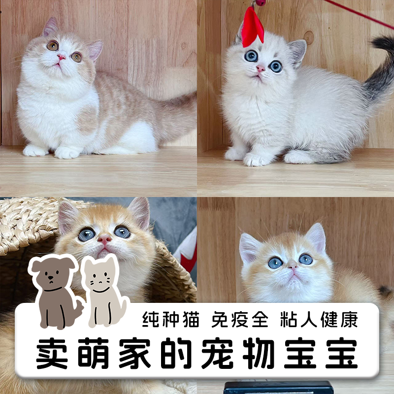 【卖萌家的宠物宝宝】 纯种猫 免疫全 粘人健康 