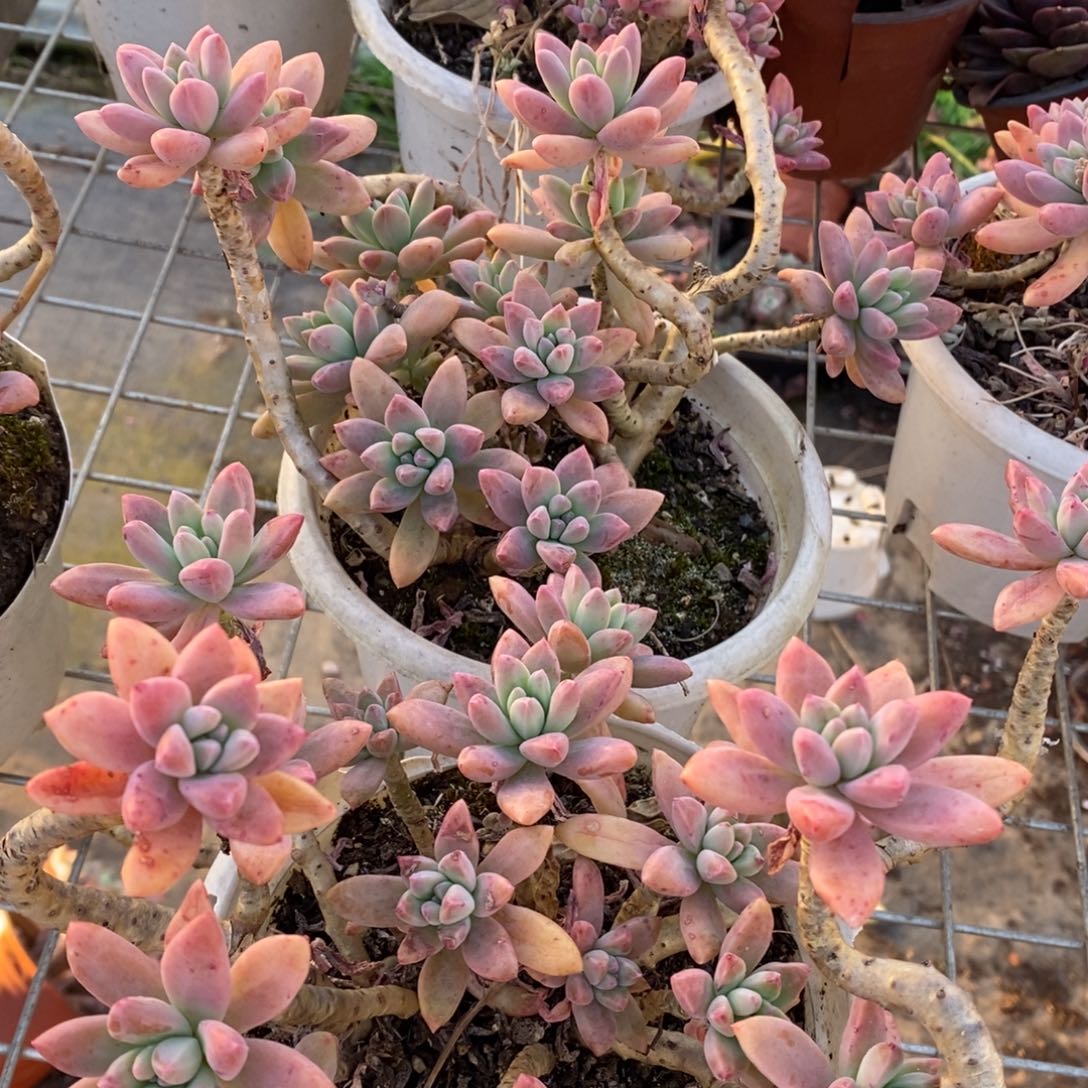 秋丽整桩整群两盆，160杯