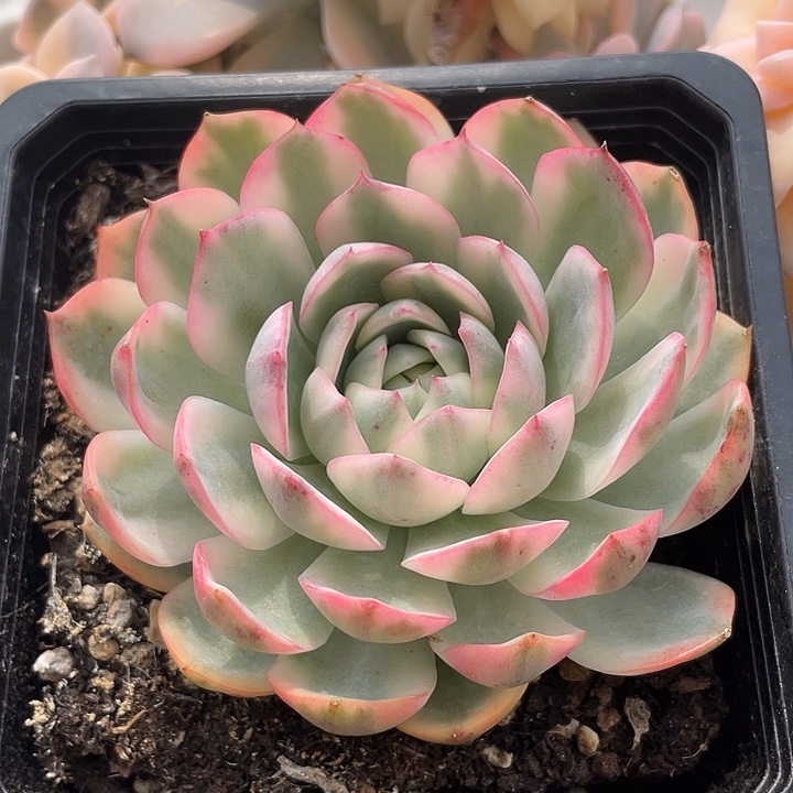 粉水晶锦。锦龙一物一拍