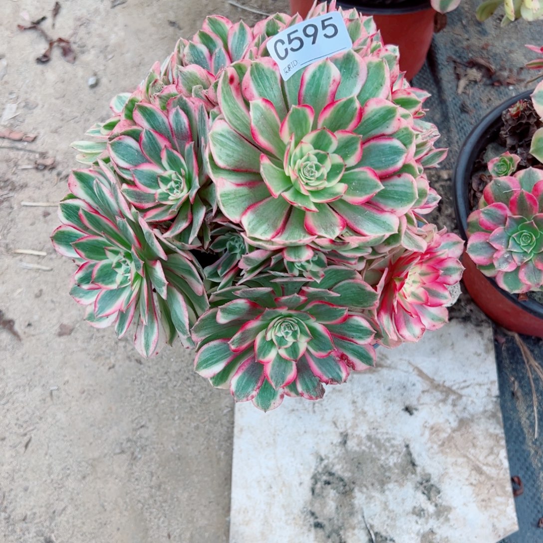 595玉芙蓉多肉植物