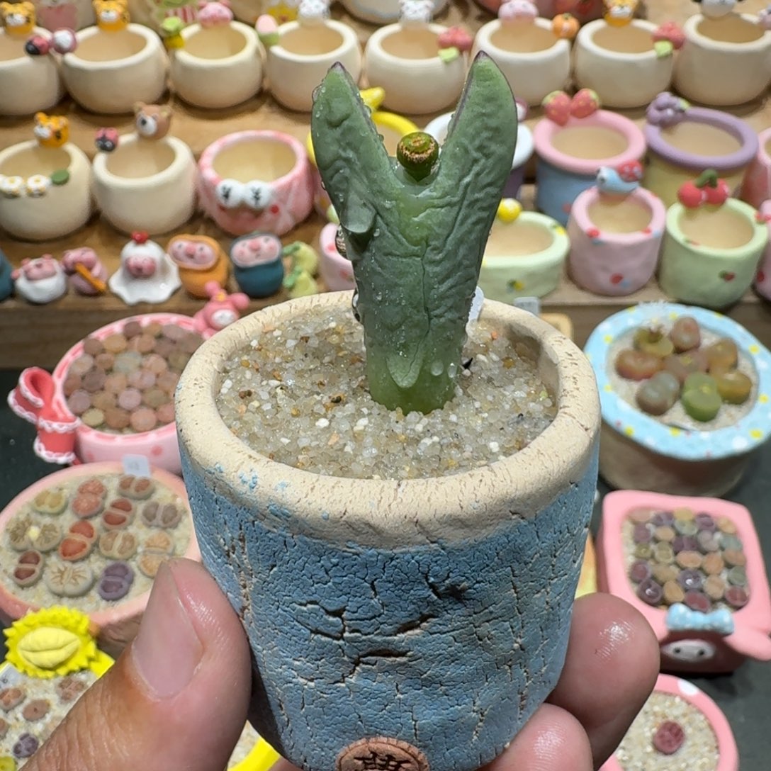 蘑菇1191皮卡丘多肉植物