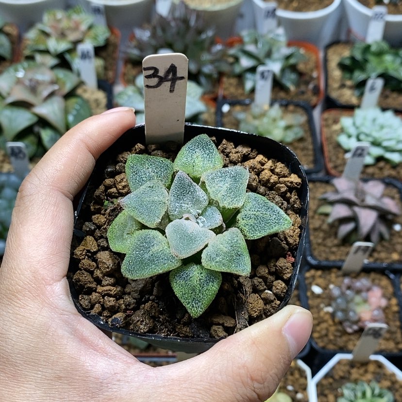 【闪购商品】34冰钻