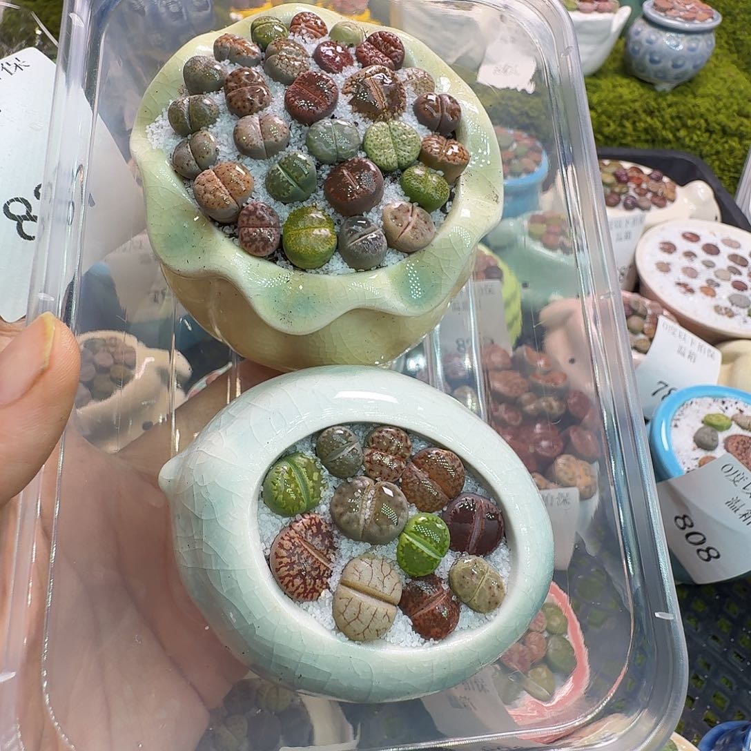 萧***1多肉植物福利冲837