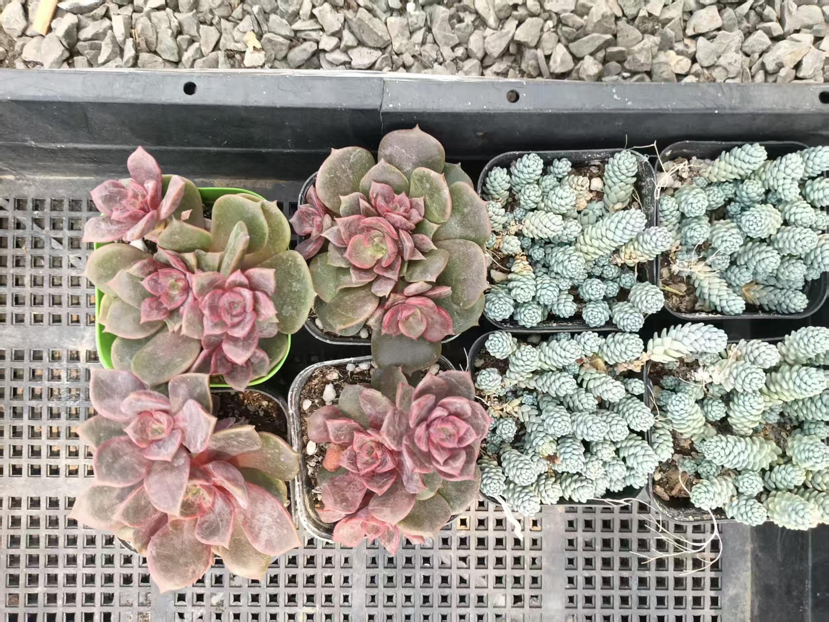 8棵多肉植物适合新手